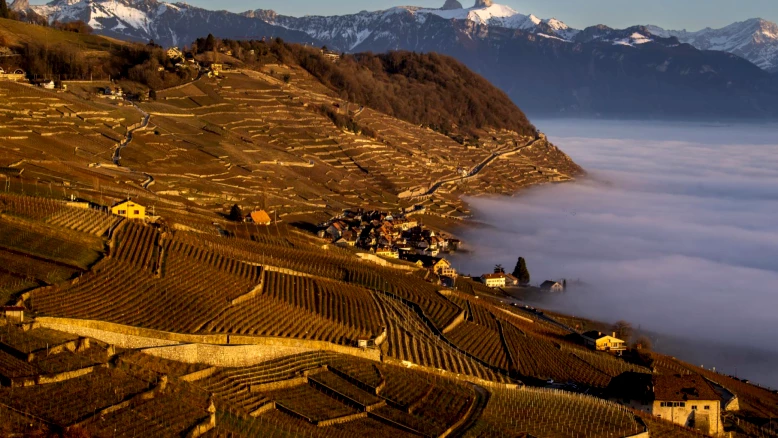 Vignoble de Lavaux : biodiversité riche mais fragile, selon une étude