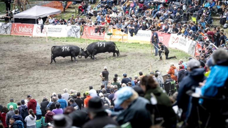 Canaille sacrée reine des reines des vaches d'Hérens à Sion