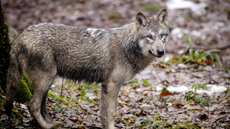 L'OFEV : la régulation du loup freine sa croissance en Suisse