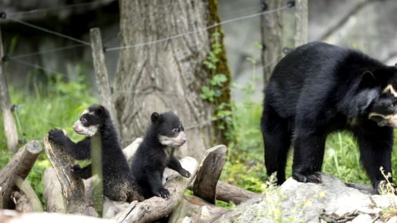 Naissance de deux oursons d'ours à lunettes au zoo de Zurich