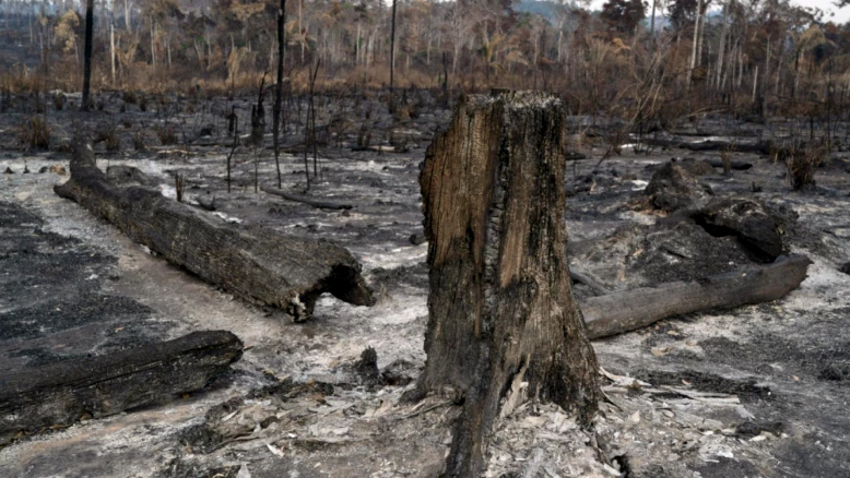 Brésil : déforestation en 2025 sous le million d'hectares