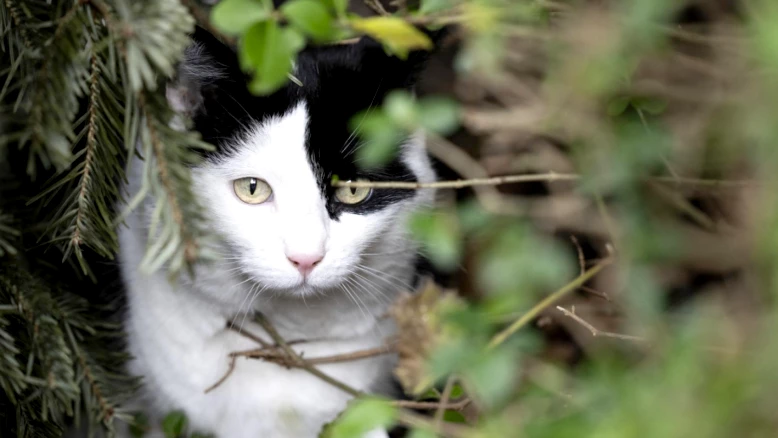 Députés vaudois rejettent un postulat sur les chats et l'environnement