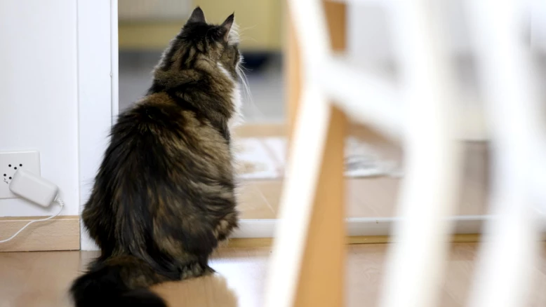 Chat grièvement blessé : tribunal fédéral confirme le séquestre