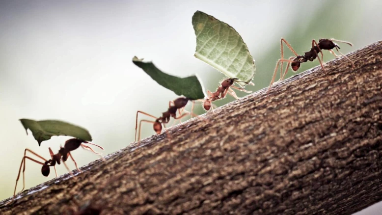 Les fourmis : évolution liée aux variations climatiques passées