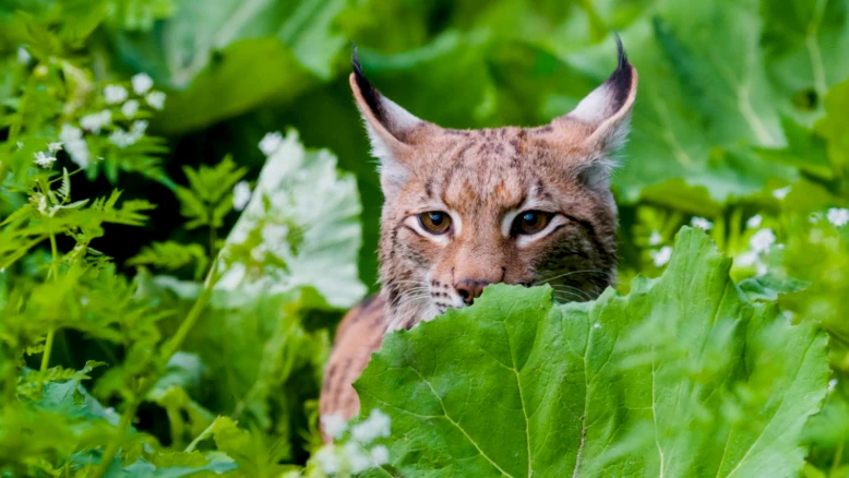 Lynx en Suisse : accidents et braconnage menacent sa survie