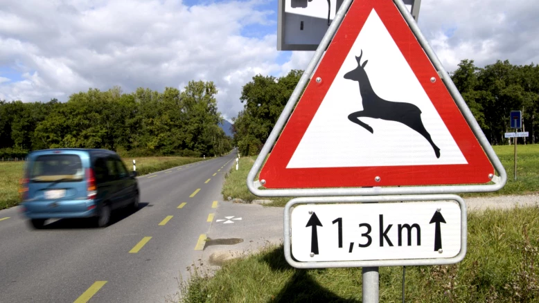 Genève reconduit les tirs de régulation des cerfs jusqu'en 2027