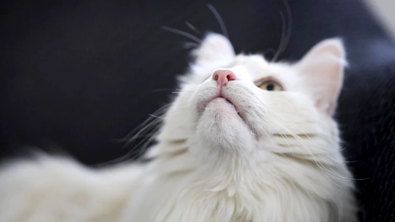 Berne : le Grand Conseil demande le puçage obligatoire des chats