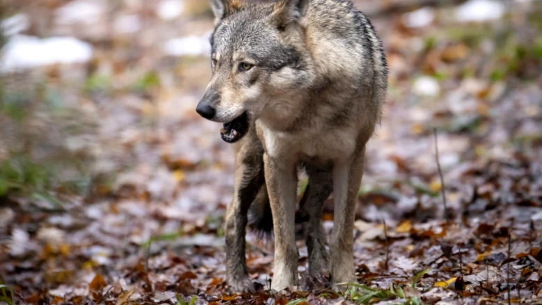 Deux génisses tuées par le loup aux Verrières (NE)