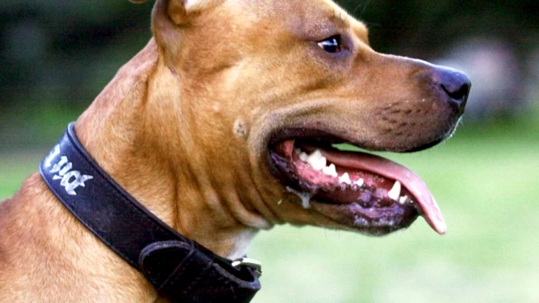 France : le pitbull Curtis euthanasié après la mort d'Elisa
