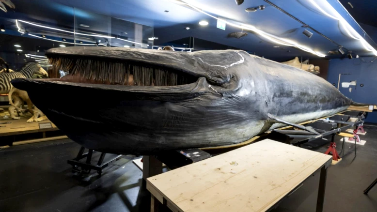 Fribourg : exposition Bis bald Baleine au MHNF, miniatures et adieux