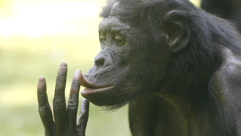 Le rire des bonobos favorise l'optimisme et l'empathie