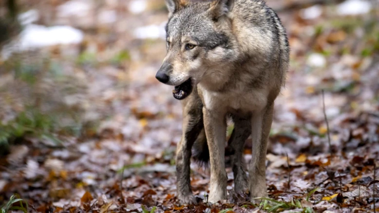 Loup menaçant le bétail : tir autorisé à Guttannen, Berne