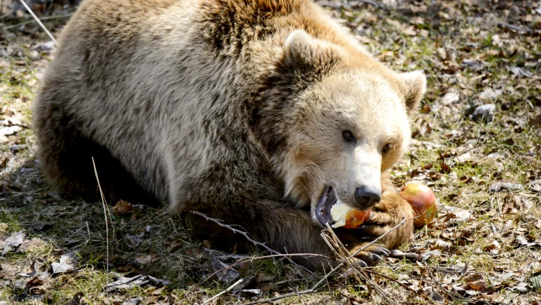 Régulation des Ours et Loups à Berne: Contre-Projet Précisé