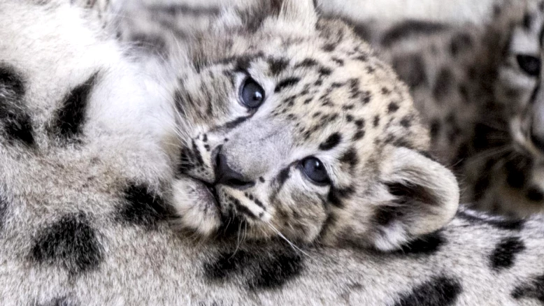 Naissance de trois léopardeaux des neiges au zoo de Zurich en mai