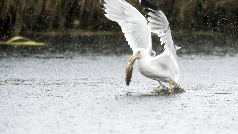 Goélands de Neuchâtel : Population en Hausse et Impact Écologique
