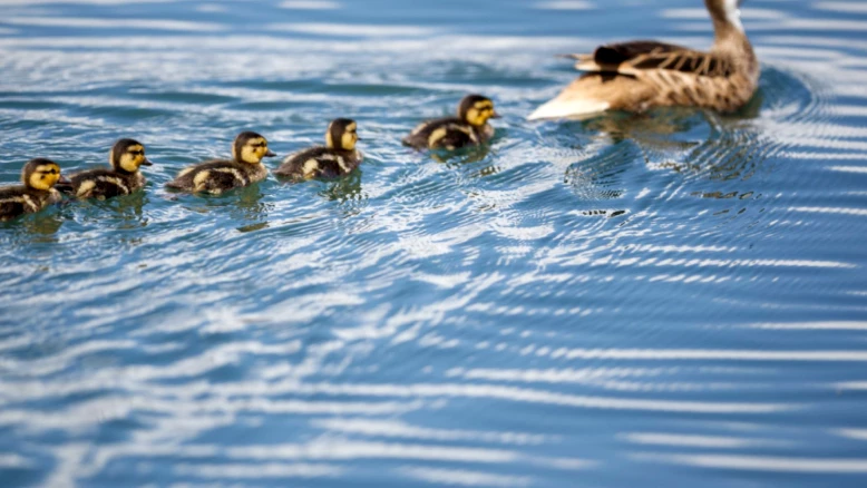 Le stress du leadership chez les animaux et ses effets cardiaques