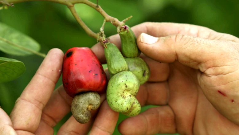 Augmentation des allergies graves aux noix de cajou chez les enfants
