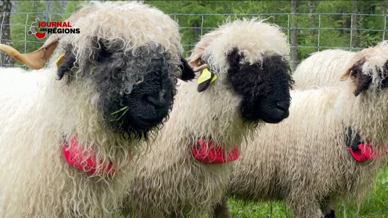 Journal du 15 juin 2024