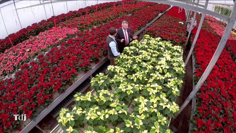 Les étoiles de Noël