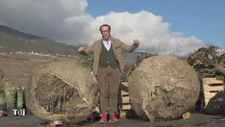 La transplantation et la division