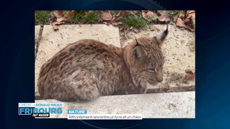 Affrontement rare entre un lynx et un chien
