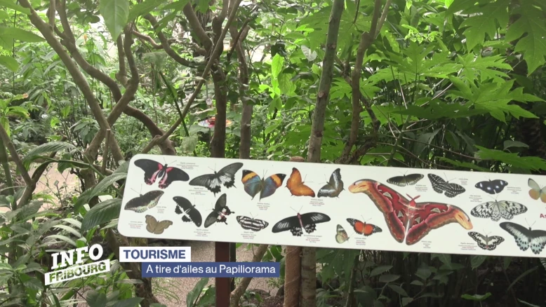 Le Papiliorama attire toujours autant à Chiètres