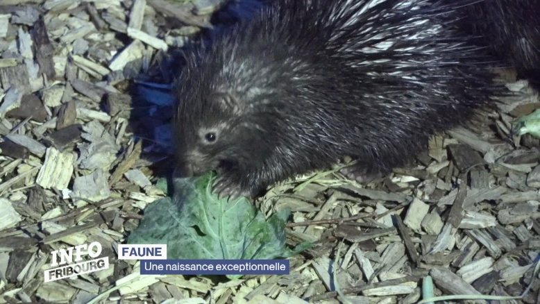 Un nouveau né de grande valeur au Papiliorama