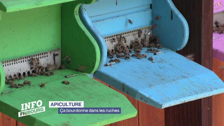 Ça bourdonne dans les ruches