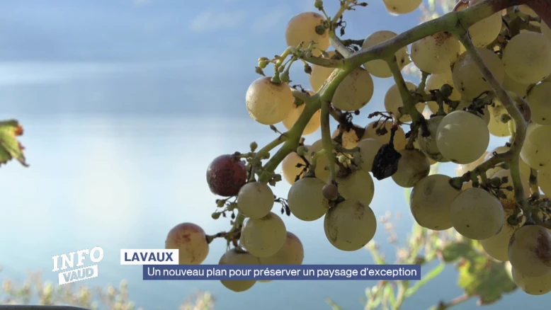 Lavaux: nouveau plan pour préserver un paysage d'exception