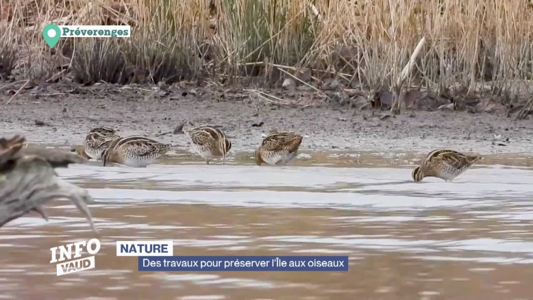 Des travaux pour préserver l'Île aux oiseaux