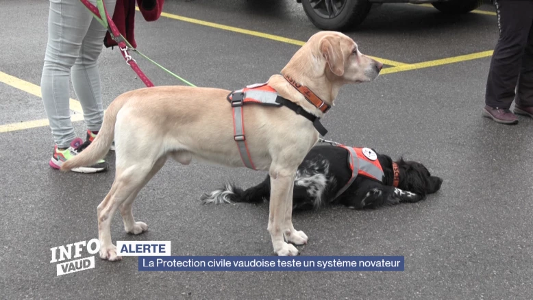 La Protection civile vaudoise recrute des chiens d'alerte
