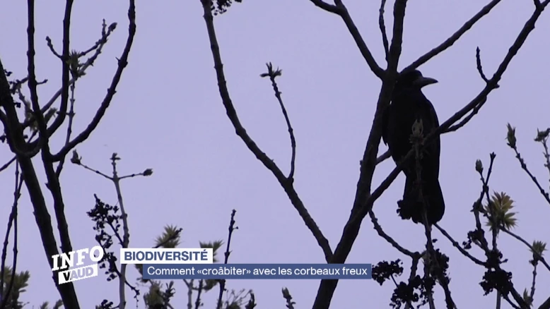 Comment «croâbiter» avec les corbeaux freux à Nyon