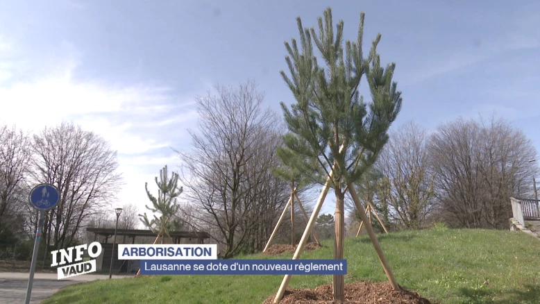 Arborisation: Lausanne se dote d'un nouveau règlement