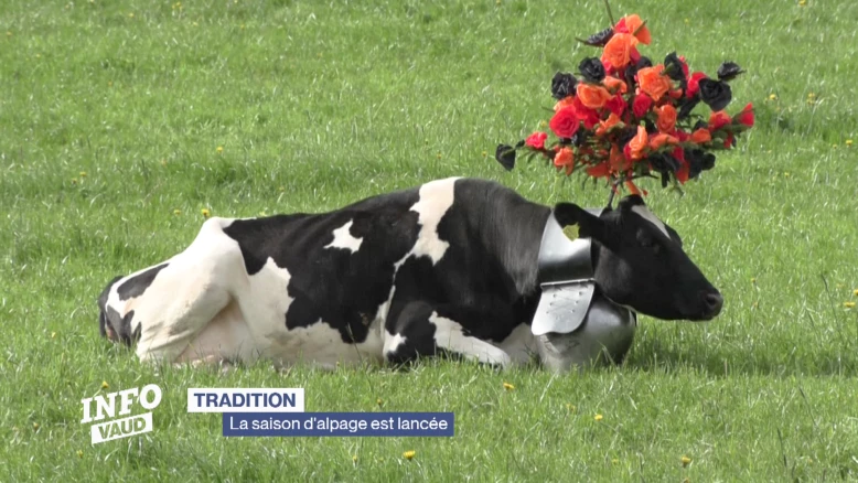 La saison d'alpage est lancée