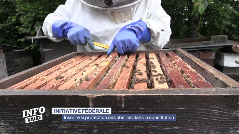 Inscrire la protection des abeilles dans la constitution
