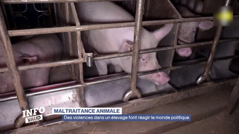 Des violences dans un élevage font réagir le monde politique