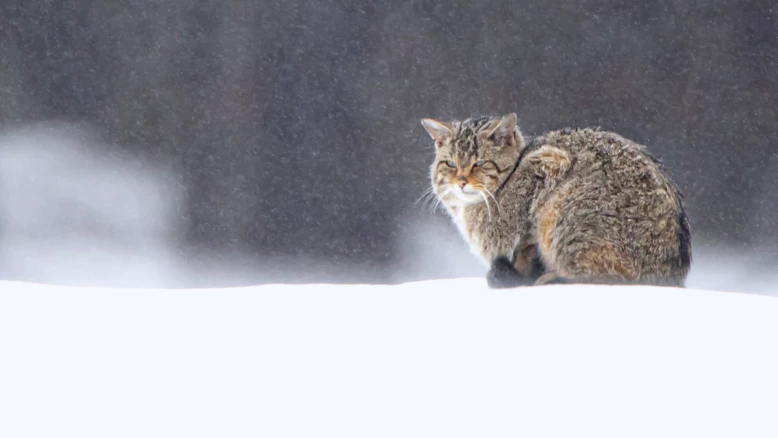 Le chat forestier, discret félin des forêts jurassiennes