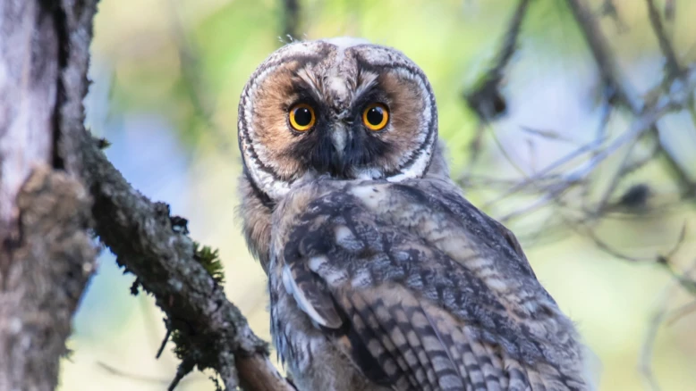 Le hibou moyen duc