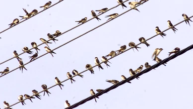 EuroBirdwatch : observer les oiseaux migrateurs en Suisse 4-5 oct