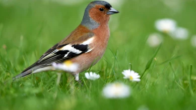 Plus de 35'000 oiseaux migrateurs recensés en Suisse