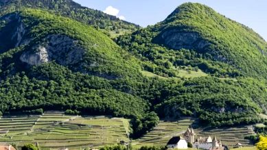 Le vignoble Aigle les Murailles recrée des habitats pour le lézard vert