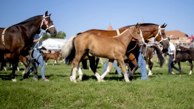 Berne invité d'honneur au Marché-Concours 2026 : crédit de 600'000 fr.