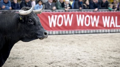 Olma à Saint-Gall : 335'000 visiteurs malgré l'incident des bovins