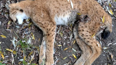 Braconnage d'une femelle lynx à La Roche (Gruyère) : appel à témoins
