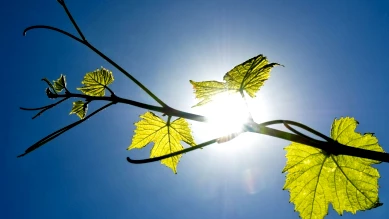 Salon des vins des Côtes de l'Orbe à Daillens — 7e édition 14-15 nov