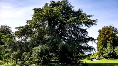 Lausanne : contrôles complémentaires sur 108 cèdres jugés rassurants