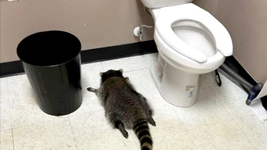 Raton laveur ivre retrouvé dans un magasin d'alcool en Virginie