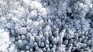 Valais: triage forestier doit rembourser 215'834 francs versés à tort