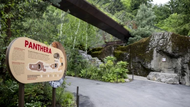 Jadoo, jeune lion asiatique, arrive au zoo de Zurich