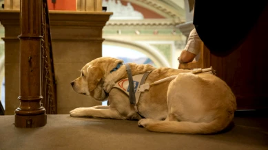 Encadrer la certification des formateurs de chiens d'assistance